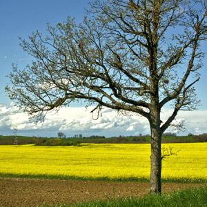 Les environs